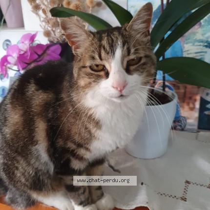 Photo de chat perdu à Fouesnant