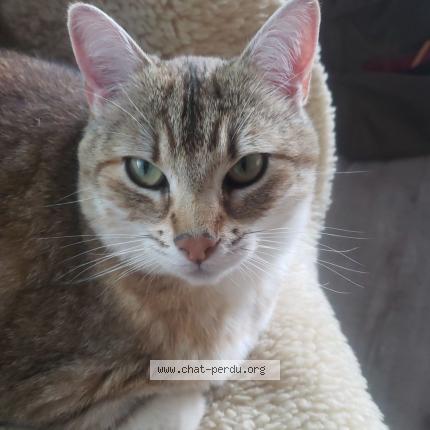 Photo 1/1 Chat retrouvé Perdu à Billom