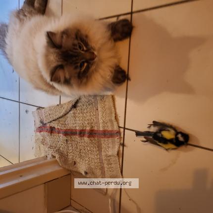 Photo de chat perdu à Gif Sur Yvette