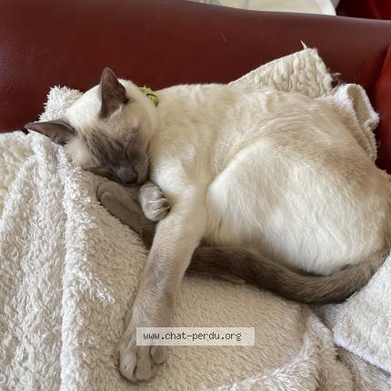 Photo de chat perdu à Treffiagat Lechiagat