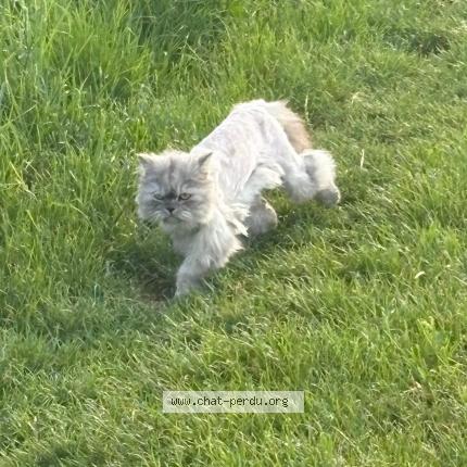Photo 1/1 Neige Chat perdu à Garancieres