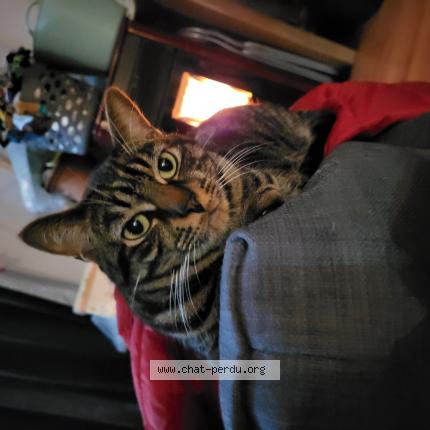 Photo de chat perdu à Saint Etienne