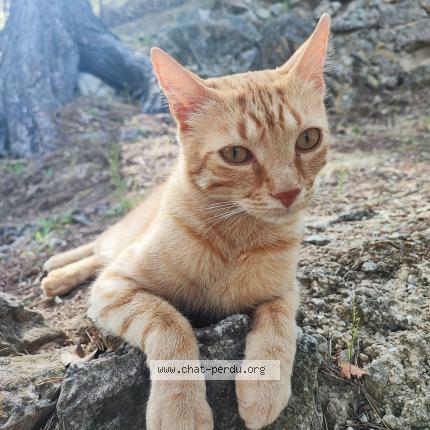 Photo 1/1 Pistache Chat perdu à Berre l etang