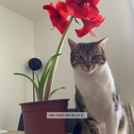 Photo 1/1 Chat retrouvé Perdu à Bayonne