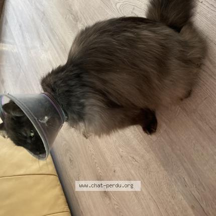 Photo 1/1 Chat retrouvé Perdu à Ginasservis