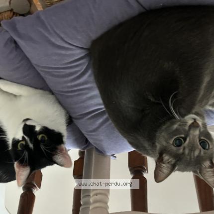 Photo 1/1 Cesar Chat perdu à Agen