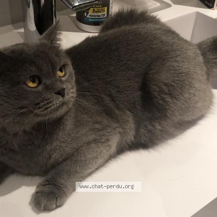 Photo 1/1 Chat retrouvé Perdu à Haguenau