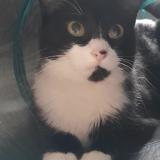 Photo de chat perdu à Luzay