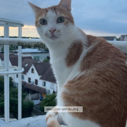 Photo 1/2 Chat retrouvé Perdu à Le Mee Sur Seine