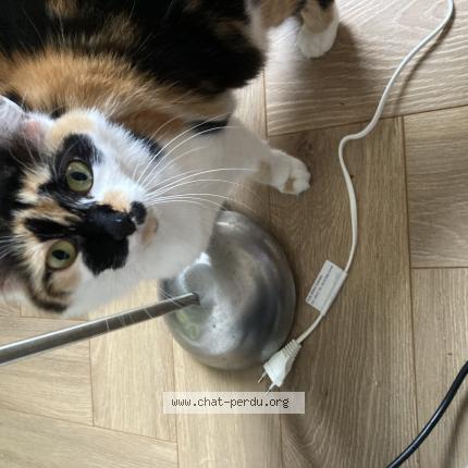 Photo 1/1 Loumi Chat perdu à Ferriere