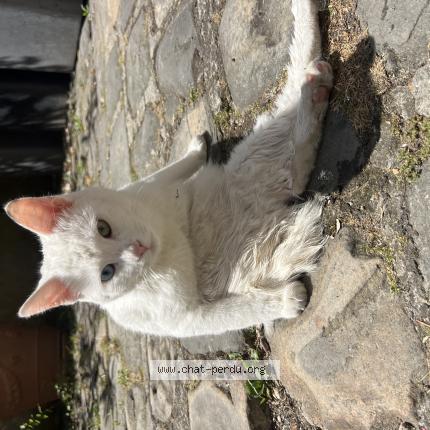 Photo 1/1 Chat retrouvé Trouvé à Saint Denis