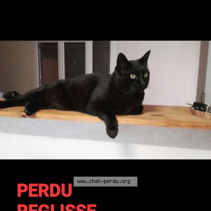Photo 1/1 Réglisse Chat perdu à Cere