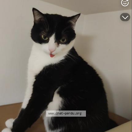 Photo 1/1 Mowgly Chat perdu à Les martres de veyre