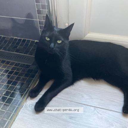 Photo 1/1 Eclipse Chat perdu à Athis mons