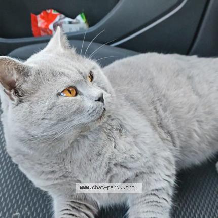 Photo 1/1 Iko Chat perdu à Montpellier