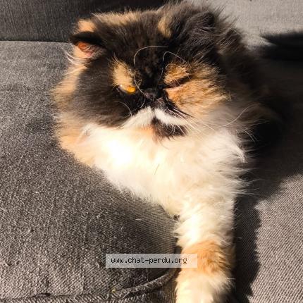 Photo de chat perdu à Larcay