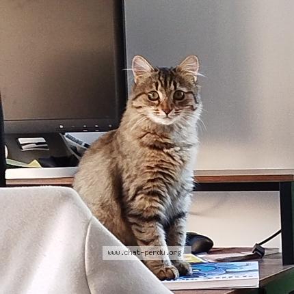 Photo 1/1 Kiara Chat perdu à Moutiers les mauxfaits