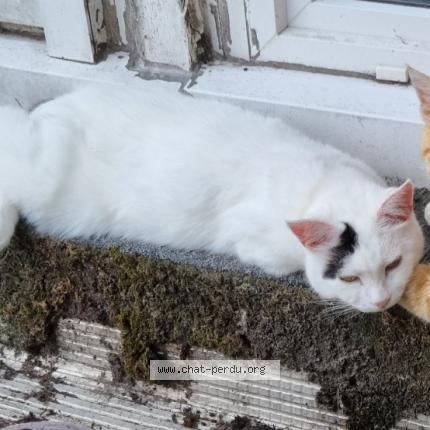 Photo 1/1 Maely Chat perdu à Riantec