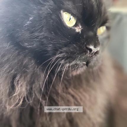 Photo 1/1 Gustave Chat perdu à Beauzelle