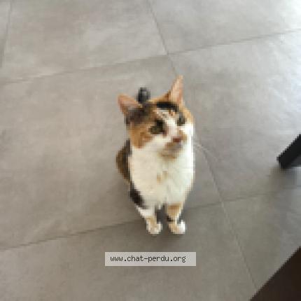 Photo 1/1 Chat retrouvé Perdu à Rueil Malmaison