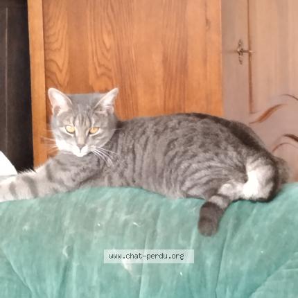 Photo 1/1 Chat retrouvé Perdu à Parce Sur Sarthe