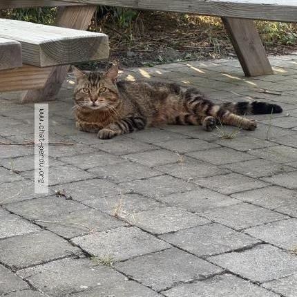 Photo 1/1 Chat trouvé Trouvé à Carvin