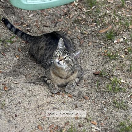 Photo 1/1 Chat retrouvé Perdu à Labenne