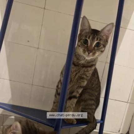 Photo 1/1 Chat retrouvé Perdu à Mulhouse
