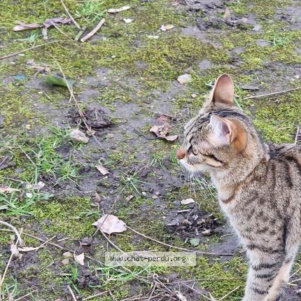 Photo 1/1 Chat retrouvé Perdu à Bagnolet