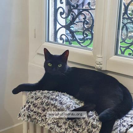 Photo 1/1 Chat retrouvé Perdu à Suresnes