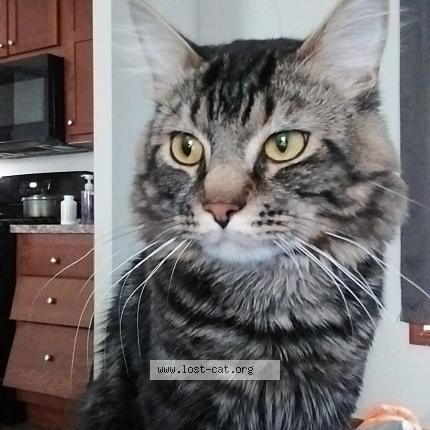 Photo 1/1 Spicy Chat perdu à Amelia