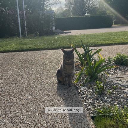 Photo 1/1 Chat retrouvé Perdu à Saint Lo