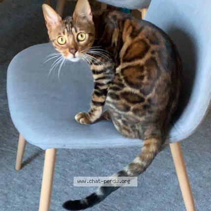 Photo 1/1 Chat retrouvé Perdu à Morsang Sur Orge