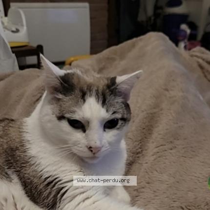 Photo de chat perdu à Sens