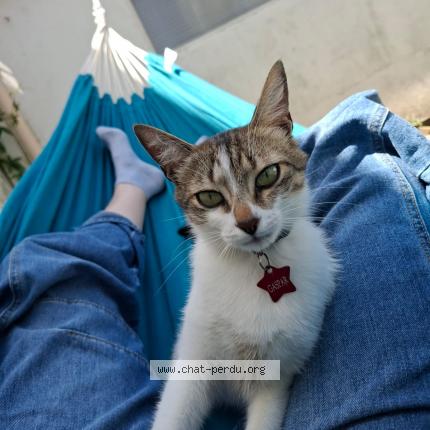 Photo de chat perdu à Saint Nazaire