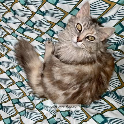 Photo 1/1 Mimi Chat perdu à Getigne