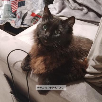 Photo 1/1 Chat retrouvé Perdu à Morsang Sur Orge