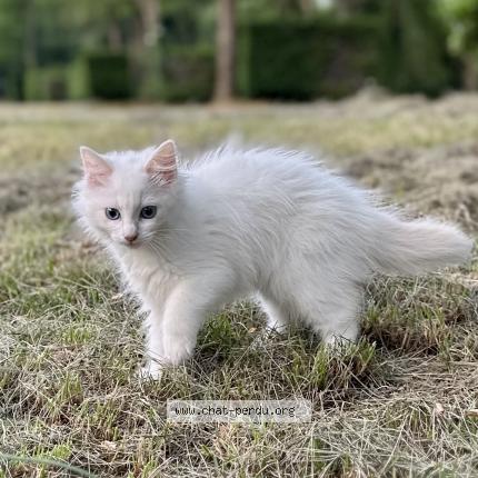 Photo 1/1 Zina Chat perdu à Nimes
