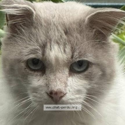 Photo 1/1 Chat retrouvé Perdu à Bordeaux