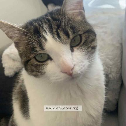 Photo 1/1 Taya Chat perdu à Combs la ville