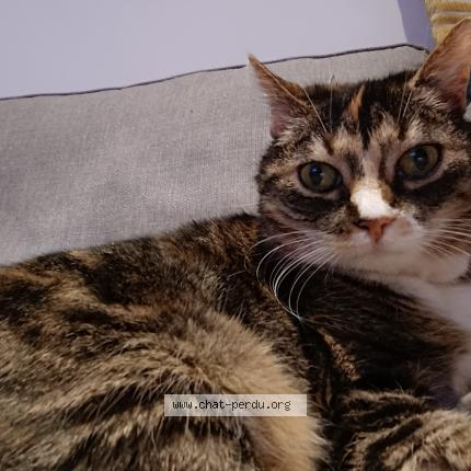 Photo 1/1 Chat retrouvé Perdu à Saint Laurent Blangy