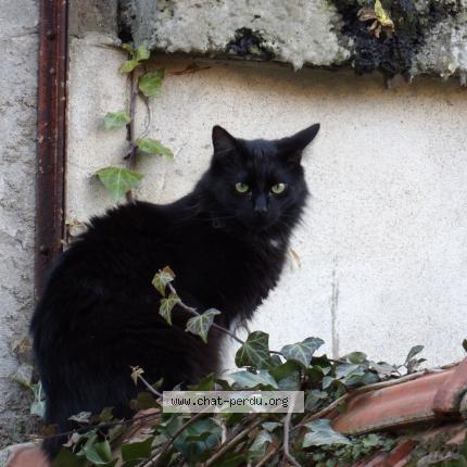 Photo 1/1 Chat retrouvé Perdu à Verdun