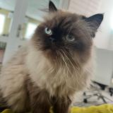 Photo de chat perdu à Toa Baja