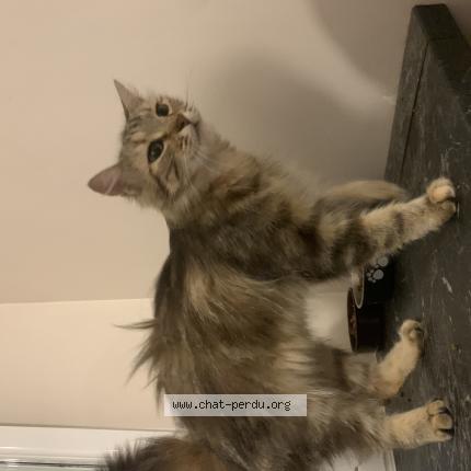 Photo de chat trouvé à Vezeronce Curtin