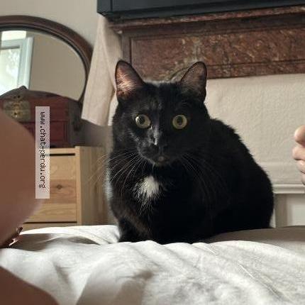 Photo 1/1 Chat retrouvé Perdu à Toulouse