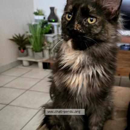 Photo 1/1 W'Columbia Chat perdu à Chanas