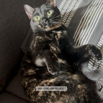 Photo 1/4 Chat retrouvé Perdu à Saint Denis Quartier Cosmonautes