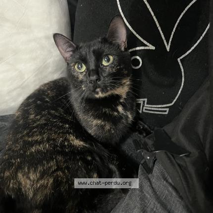 Photo 2/4 Chat retrouvé Perdu à Saint Denis Quartier Cosmonautes