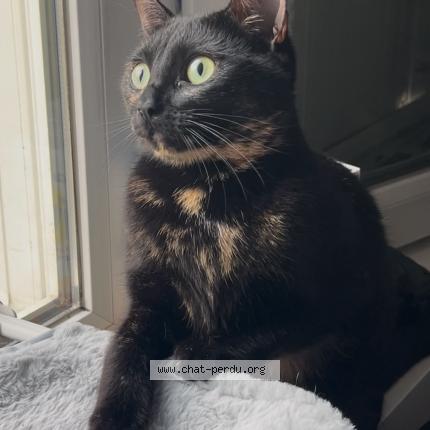 Photo 4/4 Chat retrouvé Perdu à Saint Denis Quartier Cosmonautes