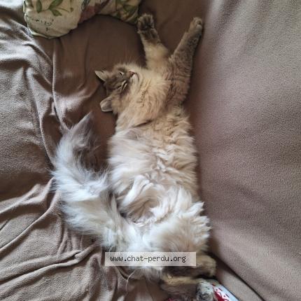 Photo 1/1 Smoky Chat perdu à Herblay